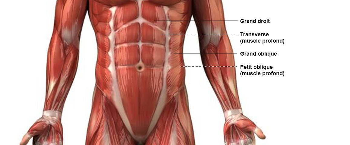 Les muscles de l’abdomen et ses abdominaux, grand droit, droit de l’abdomen, ventre et buste