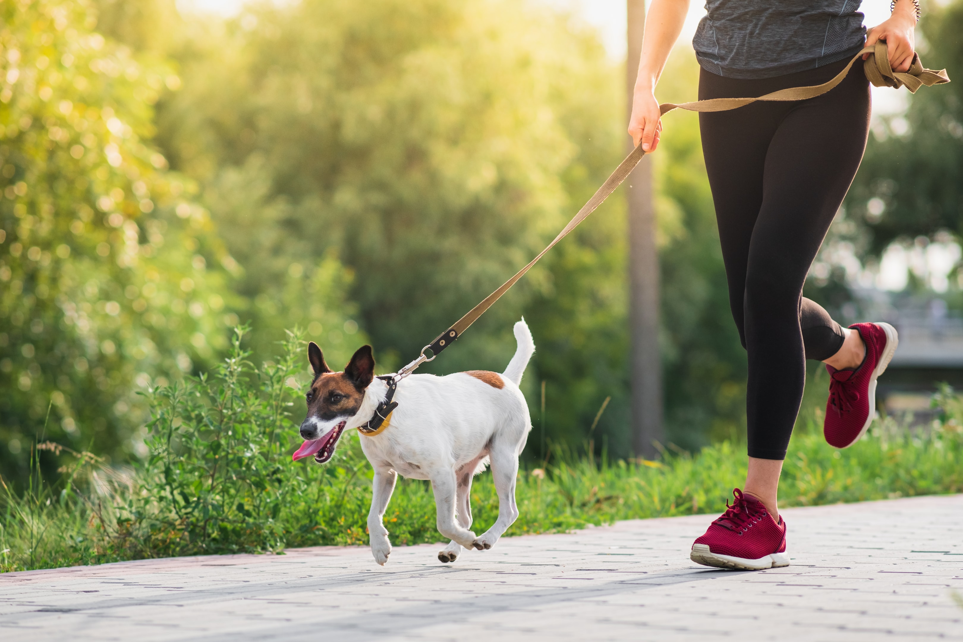 A SFT running on a leash next to his owner