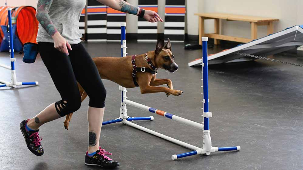 agility dog training is essential part of the process