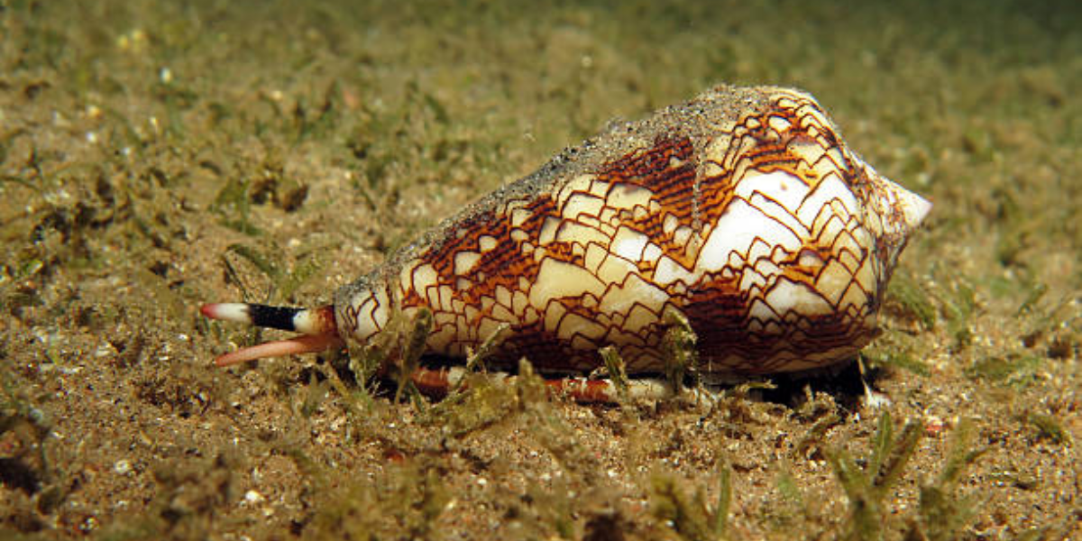 common dangerous animals in the ocean