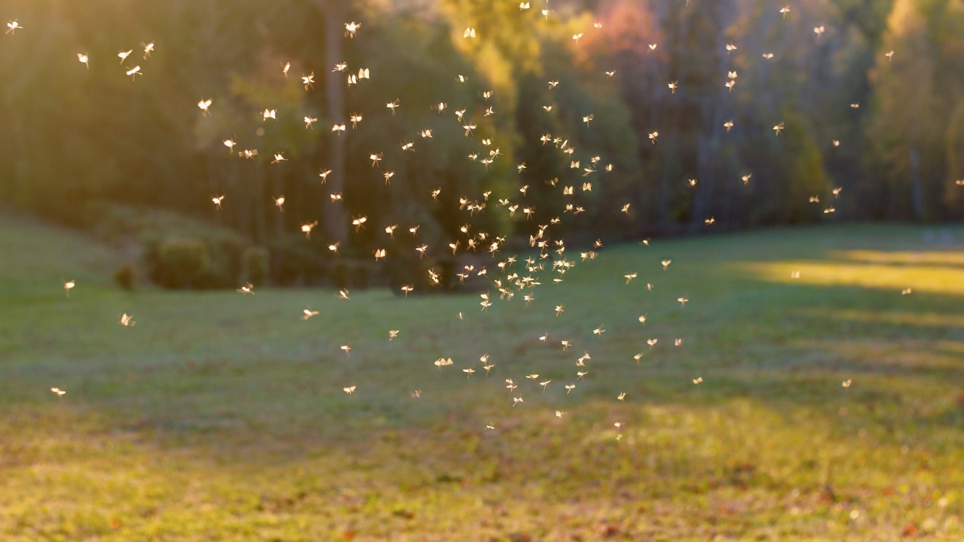 Mosquitoes swarming in a yard.