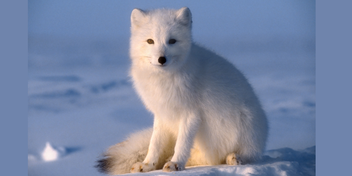 interesting animals in greenland