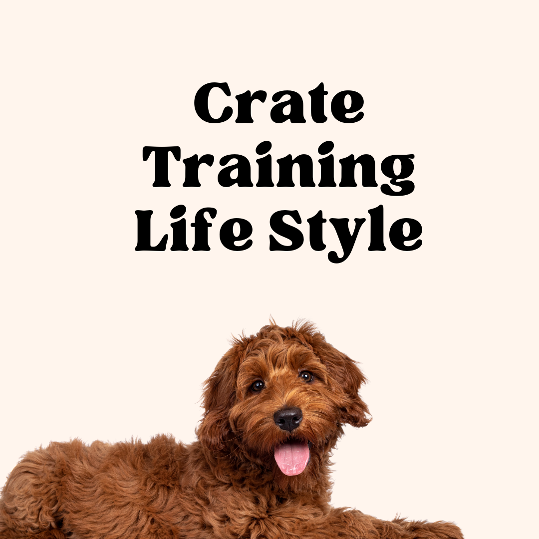 Why you should leave water in your puppies crate at night DailyBark