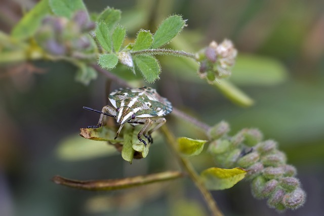 bed bug, plant bug, insect