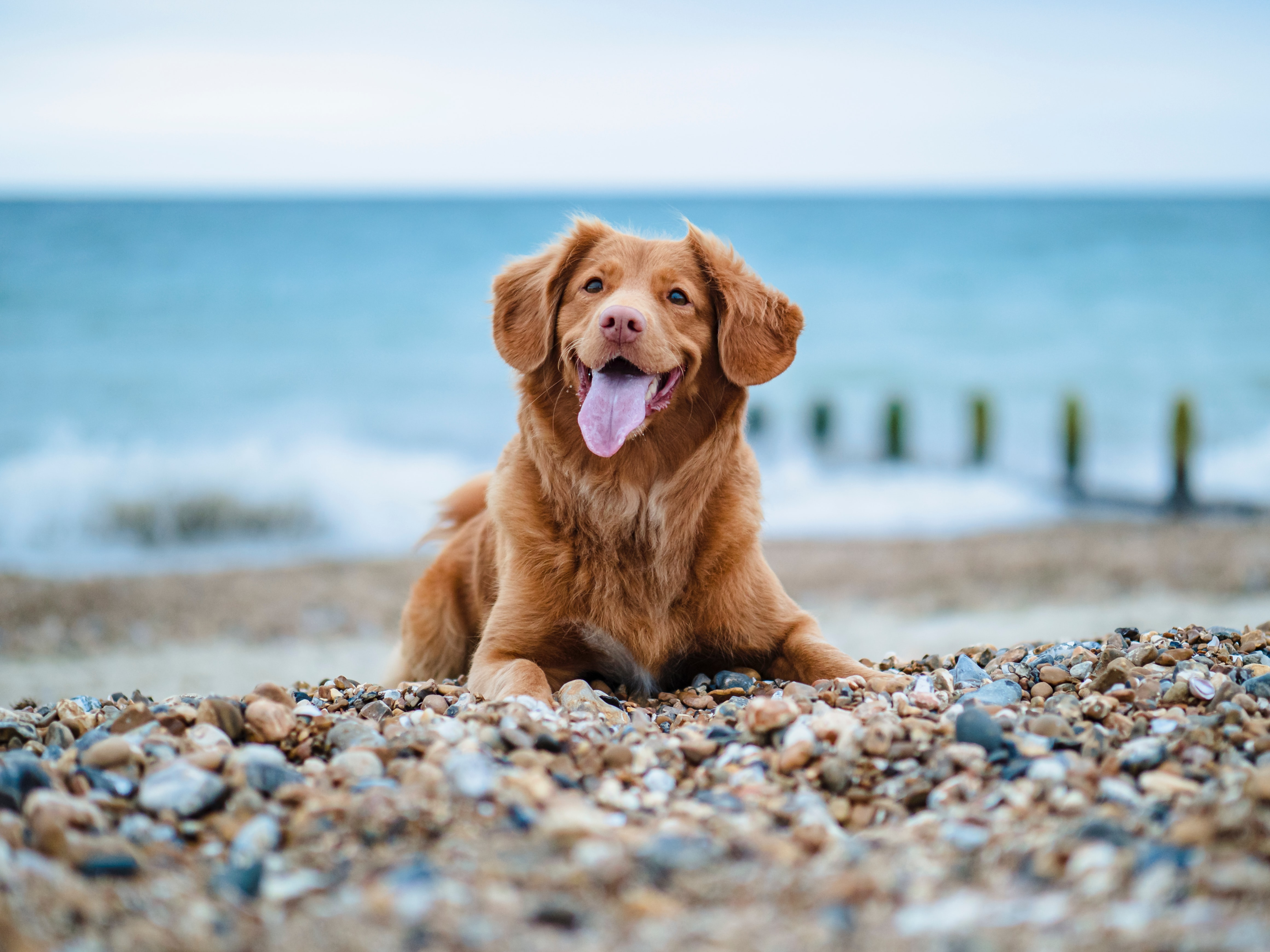 afbbaf88 0e1d 4837 af23 15889097c53c dog, beach, happy