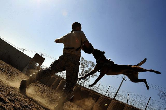 man, dog, canine, dog's medical records, dog bite victim, dangerous dog, dog's history, remain calm