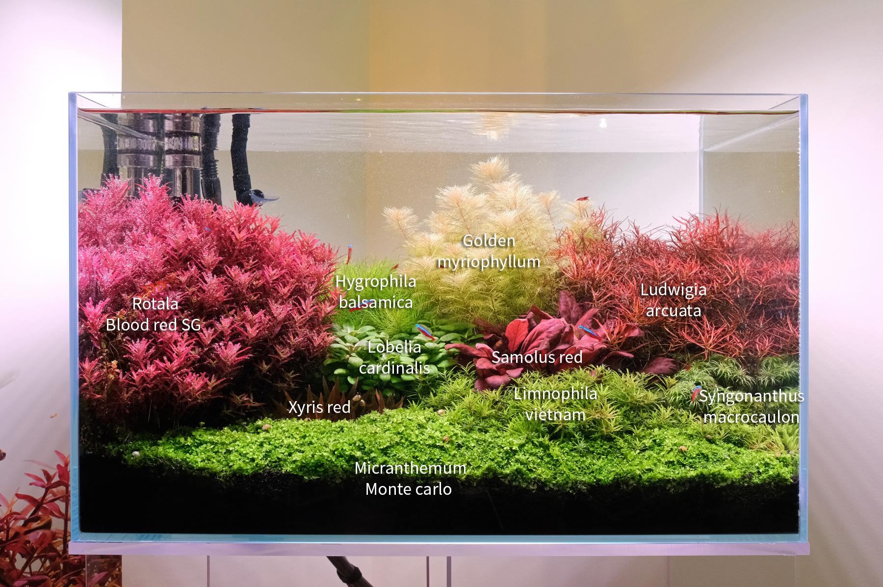 picture of dutch style aquarium with plant names