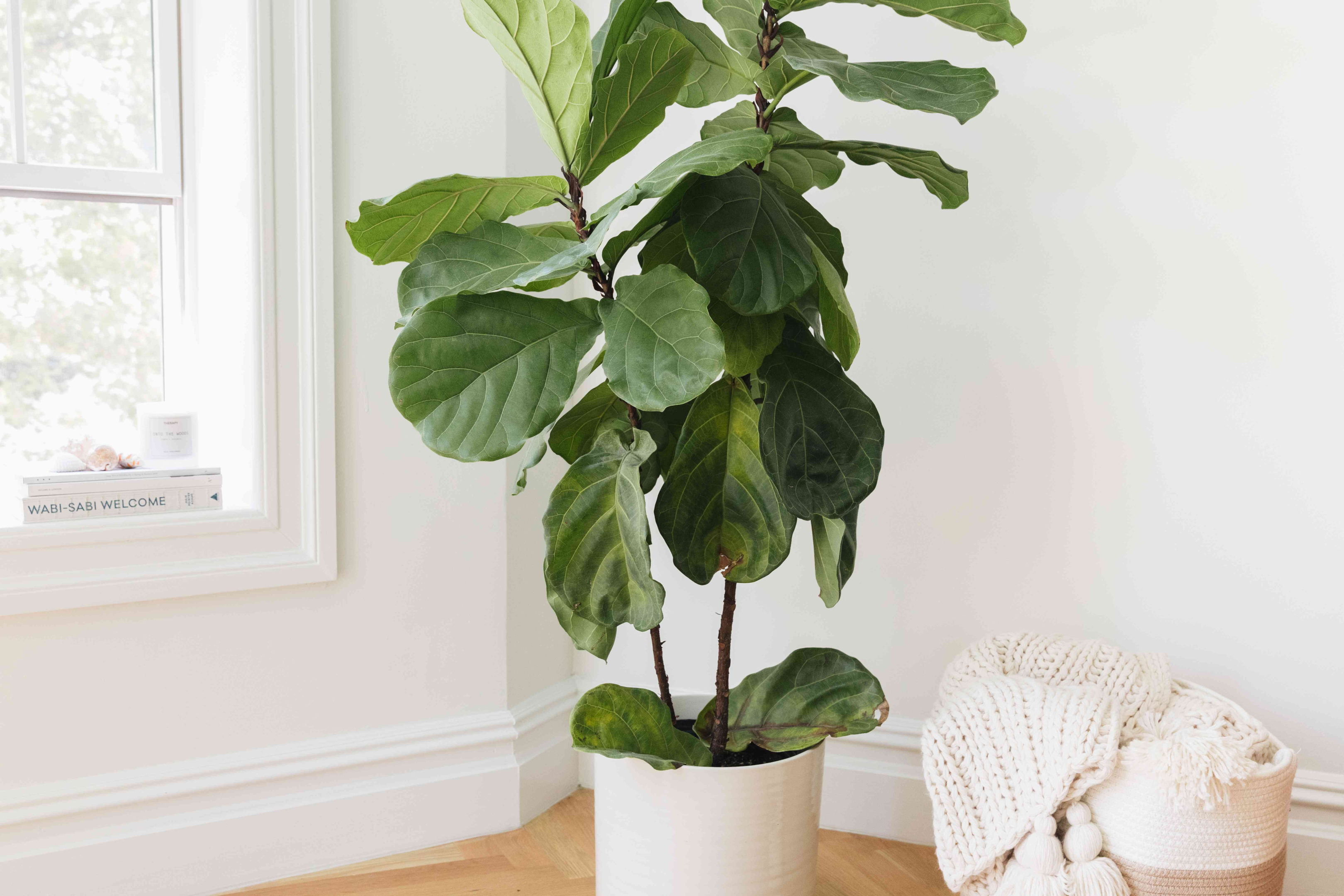 fiddle leaf figs, indoor plants