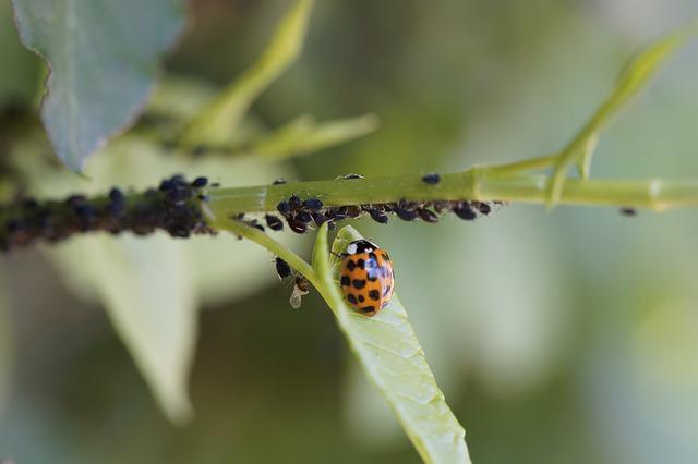 Ladybug eating Aphids on branch