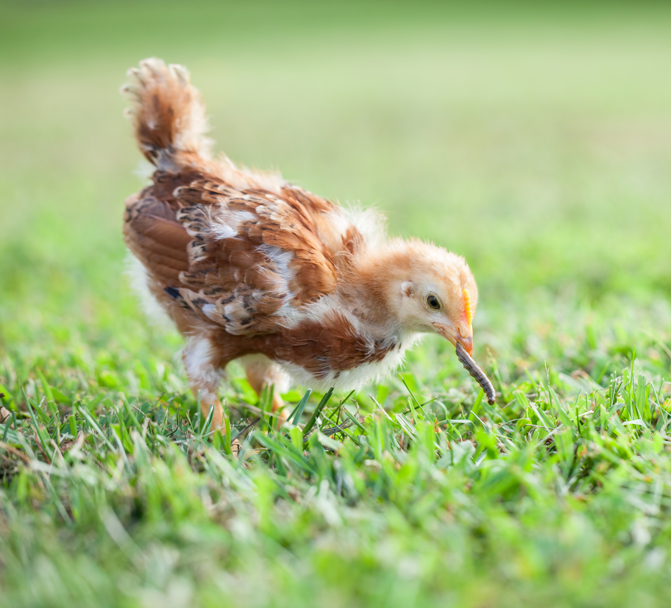 Intriguing Insight Can Chickens Consume Spiders?
