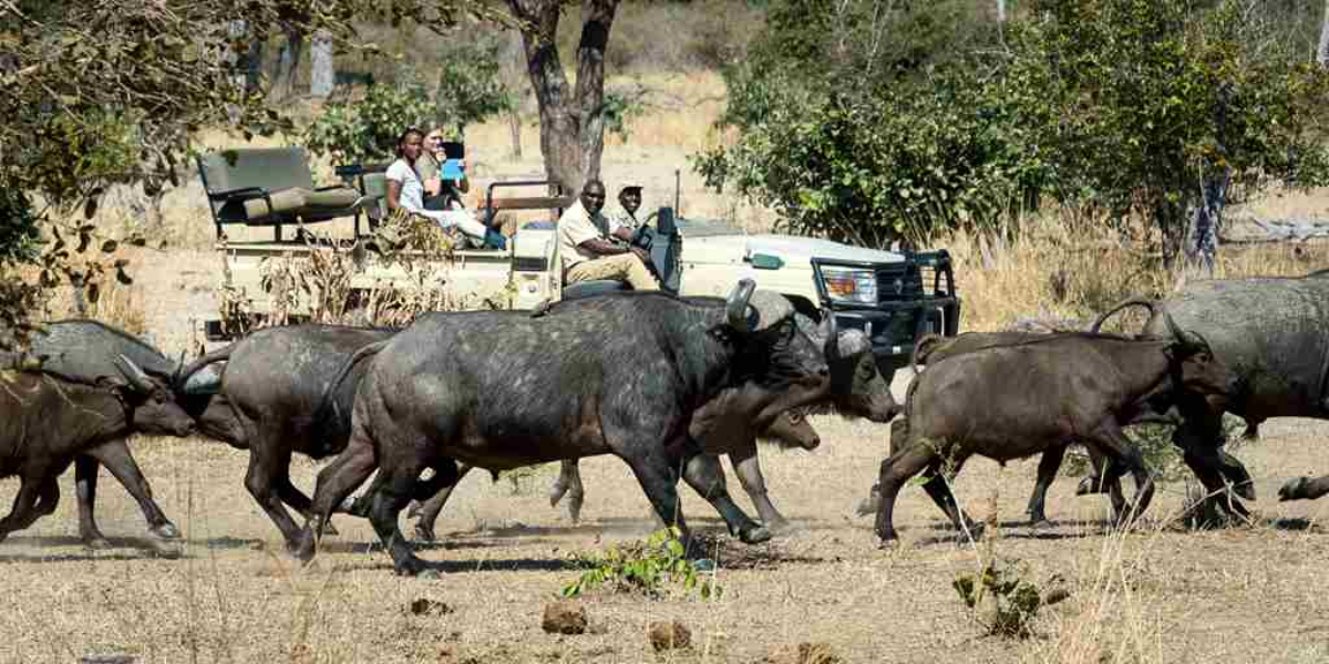 interesting animals in zambia