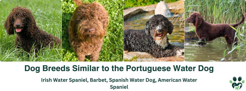 A photo collage of dog breeds similar to the Portuguese Water Dog