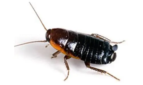 An image of an Asian cockroach.