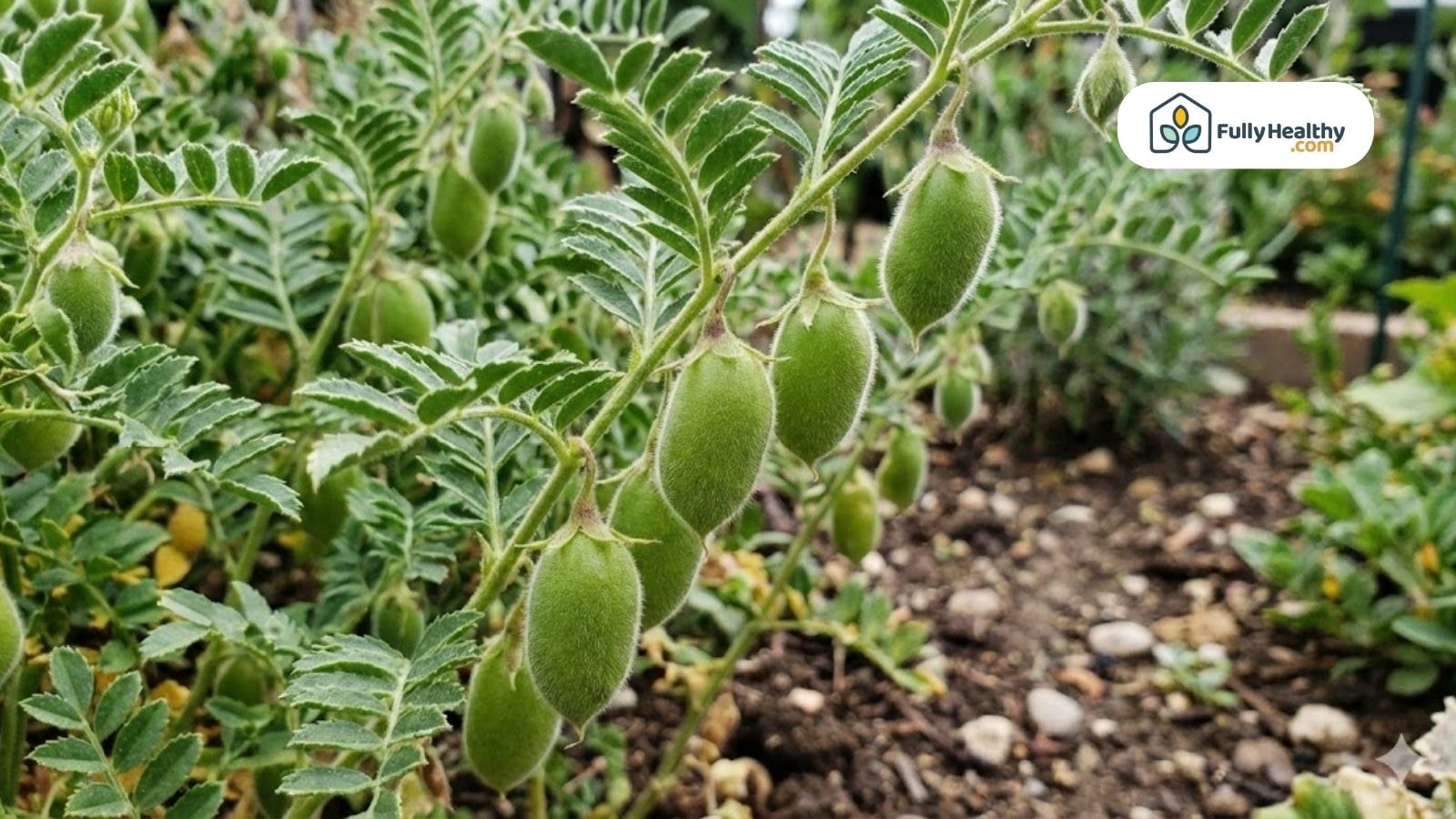 Close-up of green chickpea pods growing on healthy leafy plant