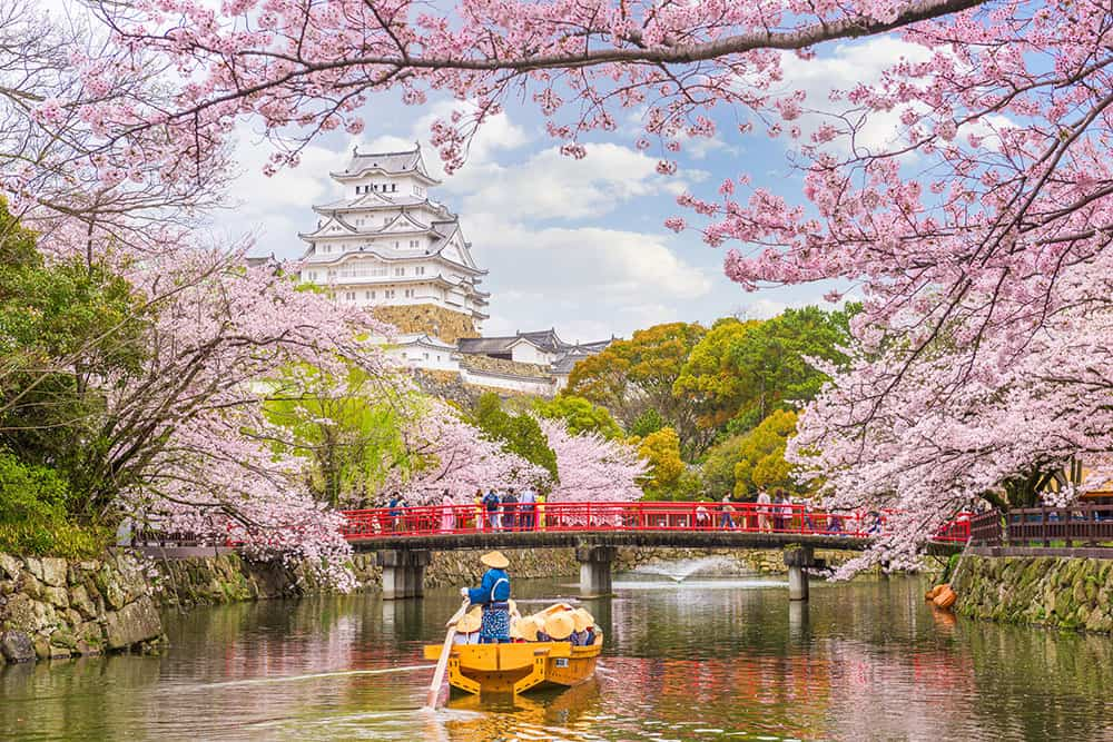 Cherry Blossoms in Japan