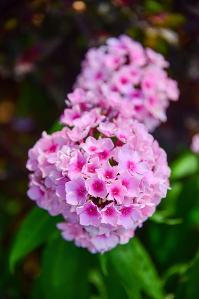 Garden Phlox