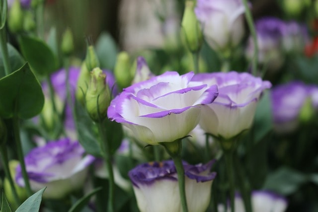 lisianthus, eustoma, flower wallpaper, flower, nature, flower background, flowers lisianthus, auspicious flower pots, eustoma flower, eustoma grandiflorum, lisianthus flower, beautiful flowers, lisianthus vietnam, flower tree cat wall