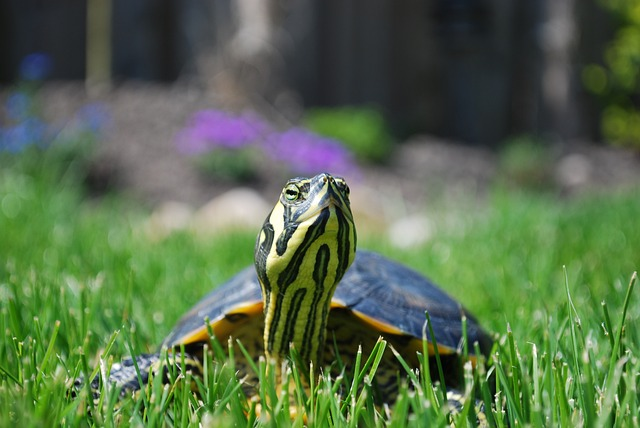 turtle, trachemys scripta, reptile