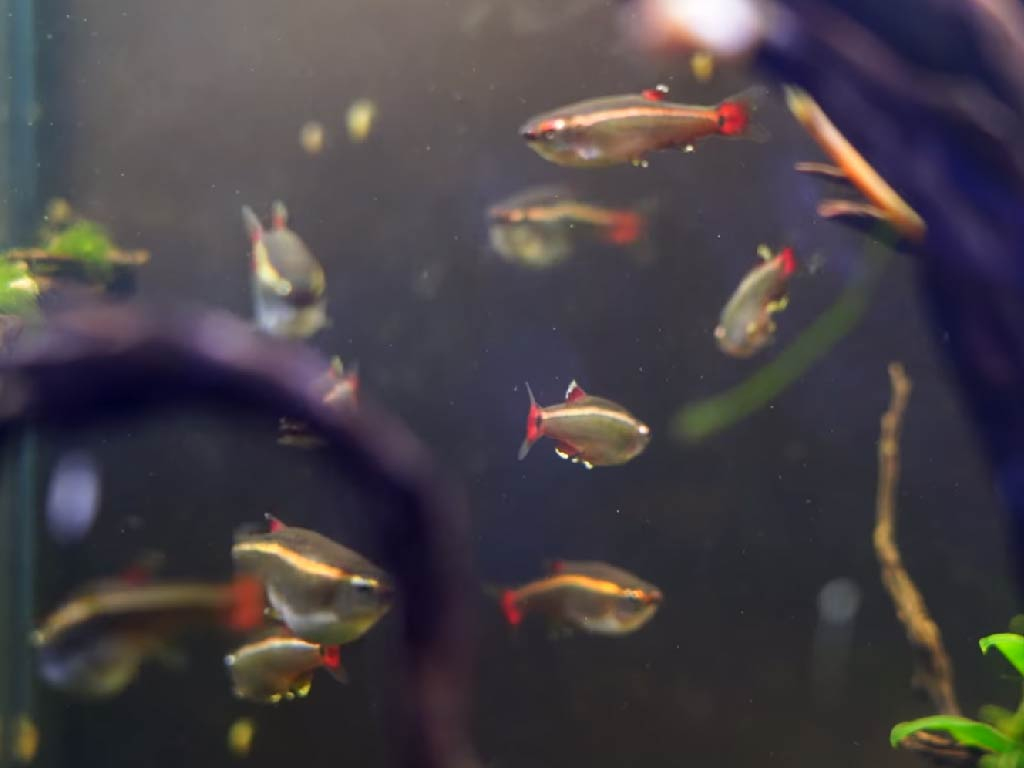 TETRA - FLAME / VON RIO Hyphessobrycon flammeus - Aquatics Unlimited