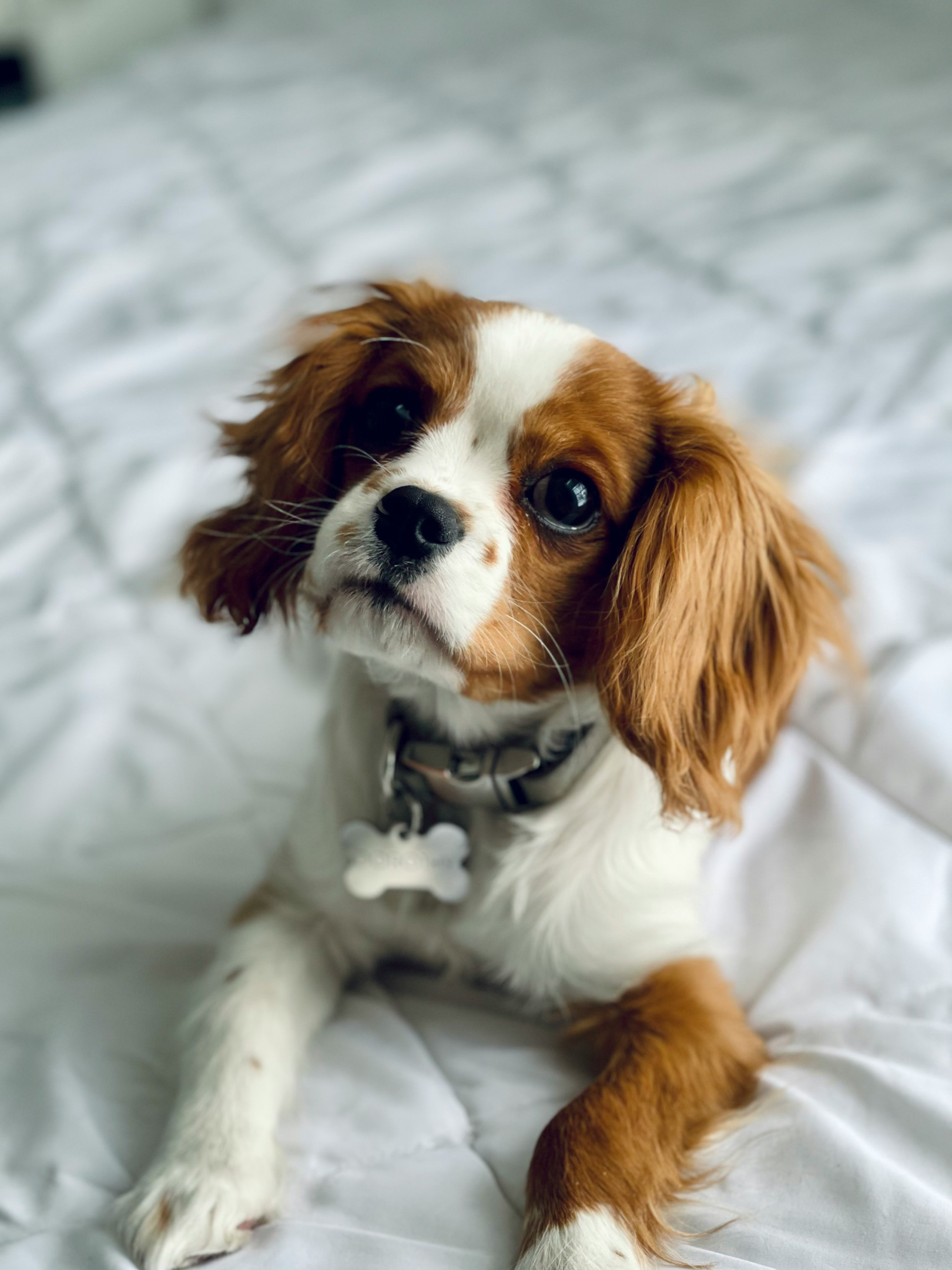 purebred dogs, other breeds, dog's coat, facts about cavalier king charles spaniels