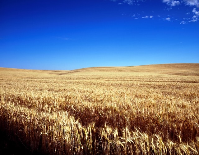 cornfield, wheat field, grain