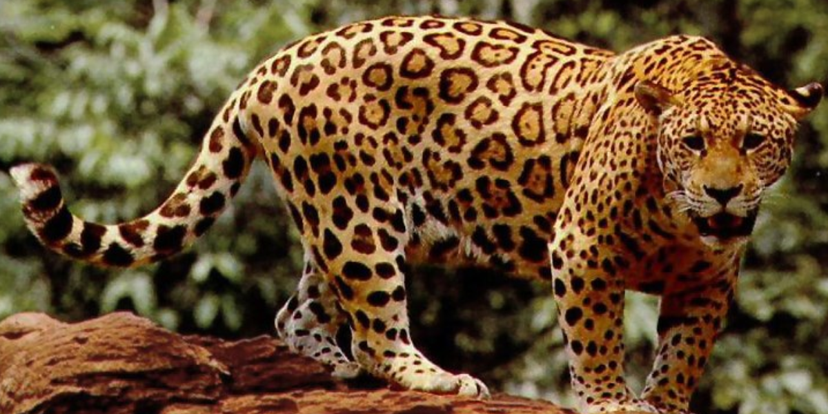 Jaguars, interesting animals 