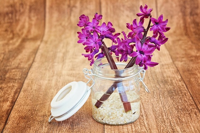 hyacinth, flower, blossoms