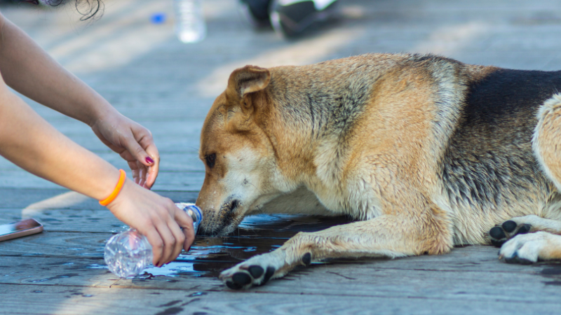 b04eb65e e05a 4ef9 b9d4 9c4f66b6f4e7 Dog Not Drinking Water (All the Possible Causes & Solutions)