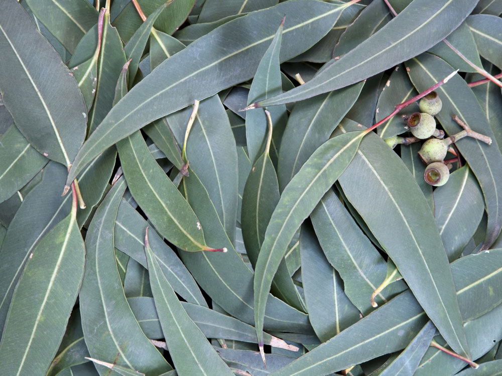 Eucalyptus leaves for steam distillation