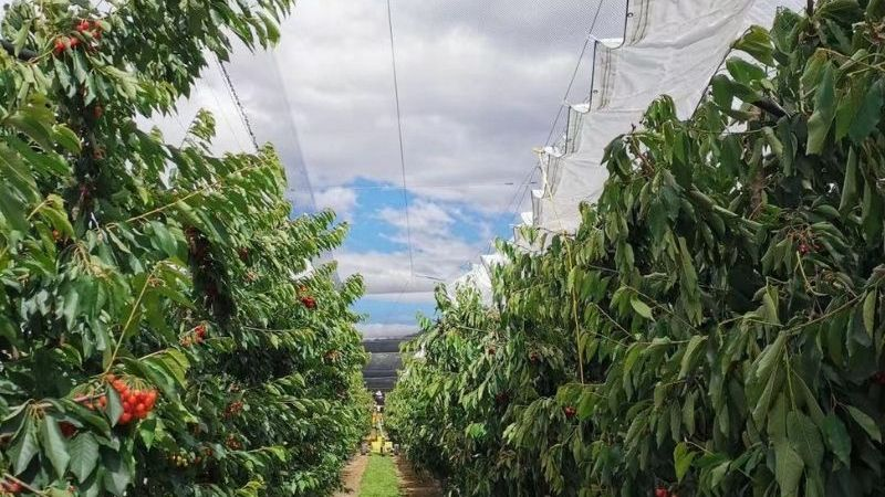 Lonas impermeables de plástico para cereza