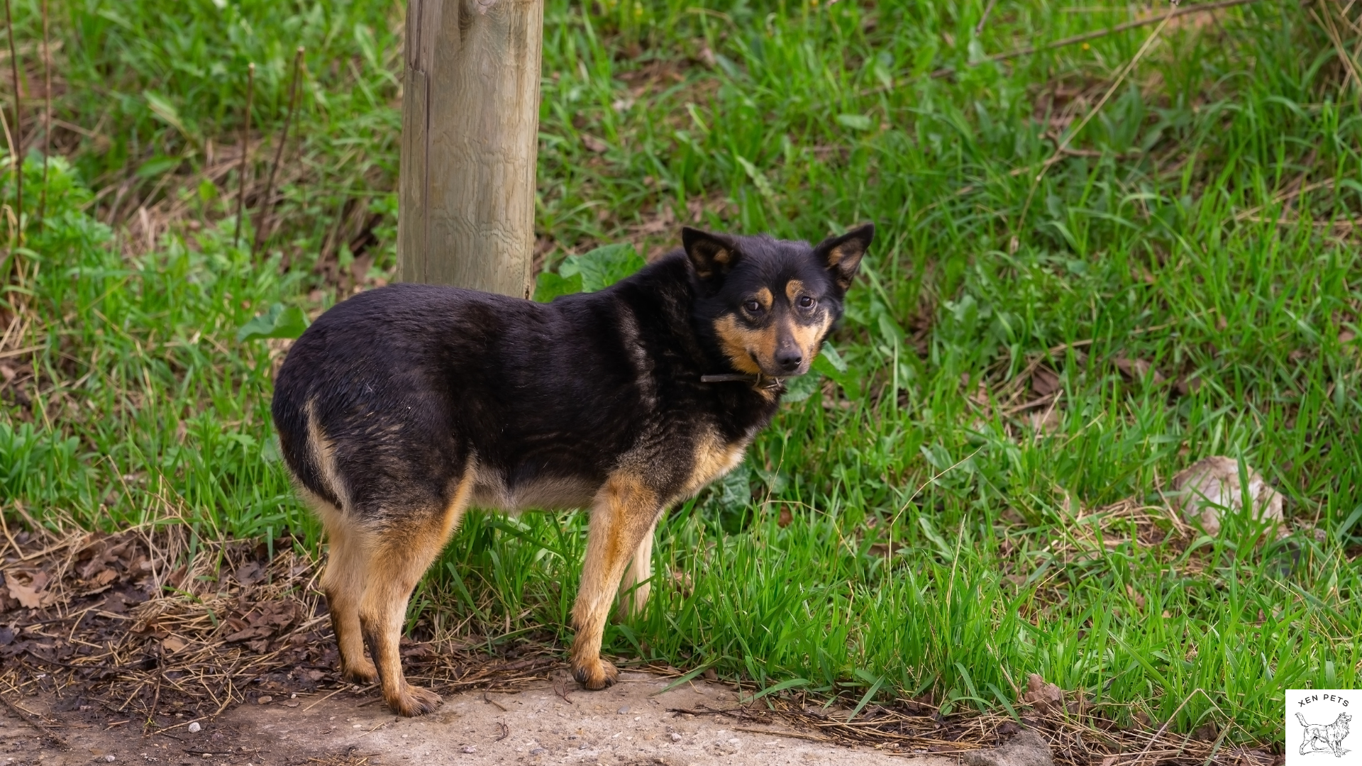 dog tucks tail between legs