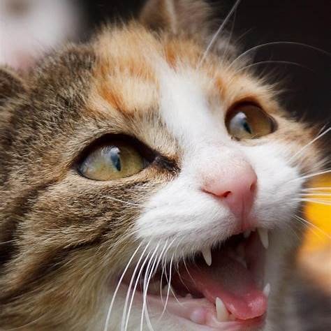Kat miauwt