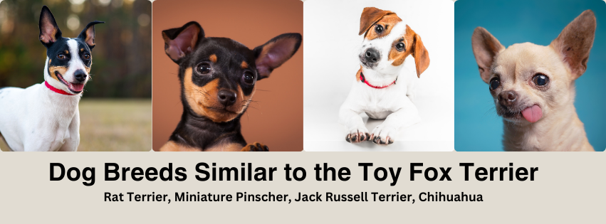A Picture Collage of a Rat Terrier, Miniature Pinscher, Jack Russell Terrier, and a Chihuahua