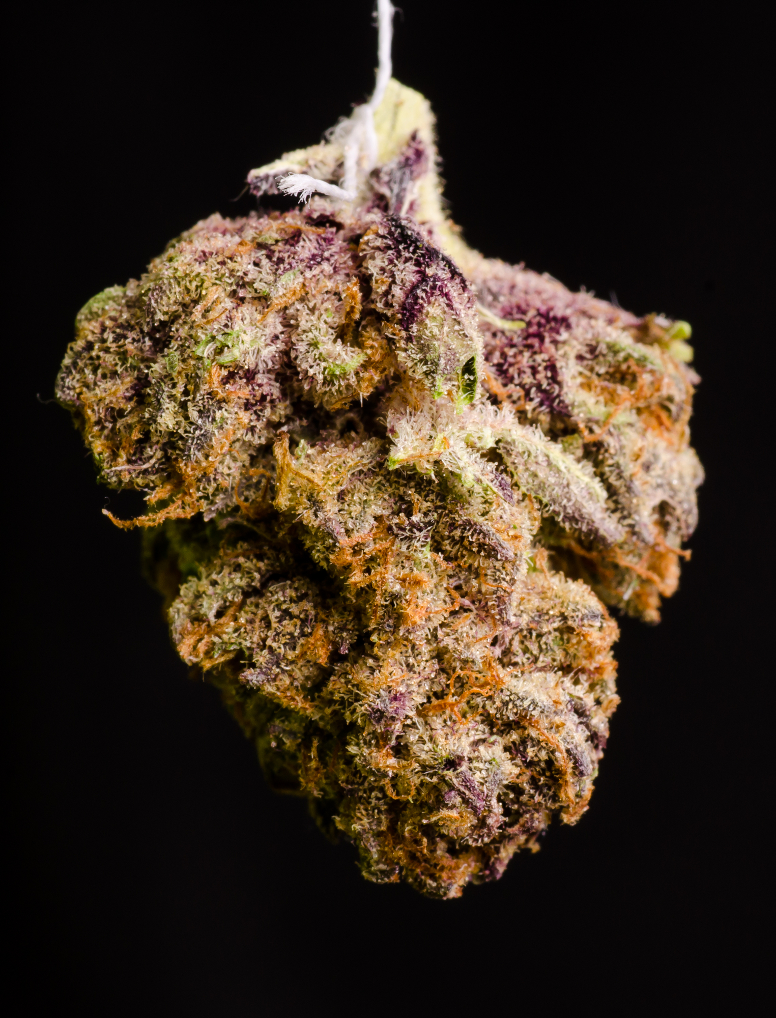 Mac 1 strain genetics