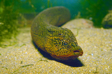 the asian swamp eel