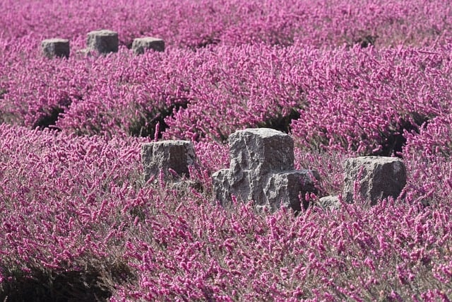 war graves, erika, memorial day, world war, military cemetery, grief, war, pink flowers