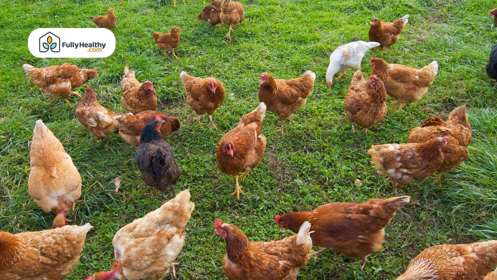 Fresh onions growing in soil with green shoots
