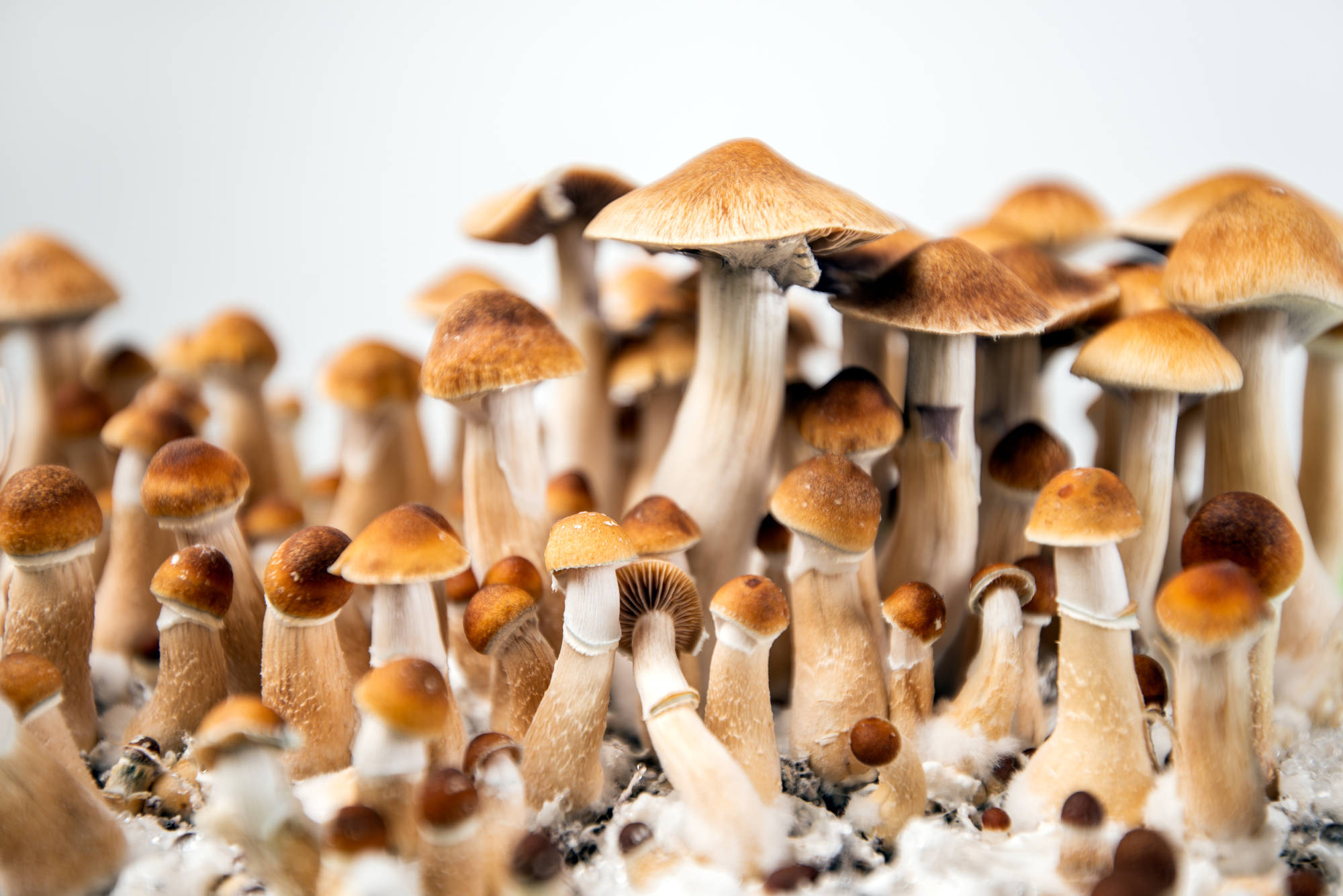 What are Penis Envy Mushrooms, penis envy mushroom, magic mushrooms, Penis envy magic mushrooms