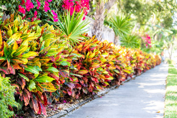 Choose bright colorful plants for a trpical landscape.