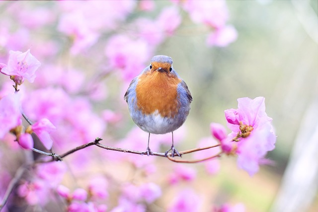 bird, robin, spring