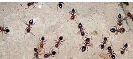 An image of ants inside the home.