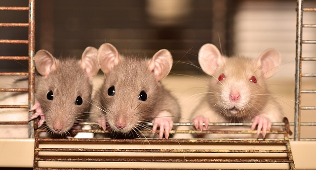 Pack Rat Identification & Info  American Pest Management - Pest Control  and Exterminator Services