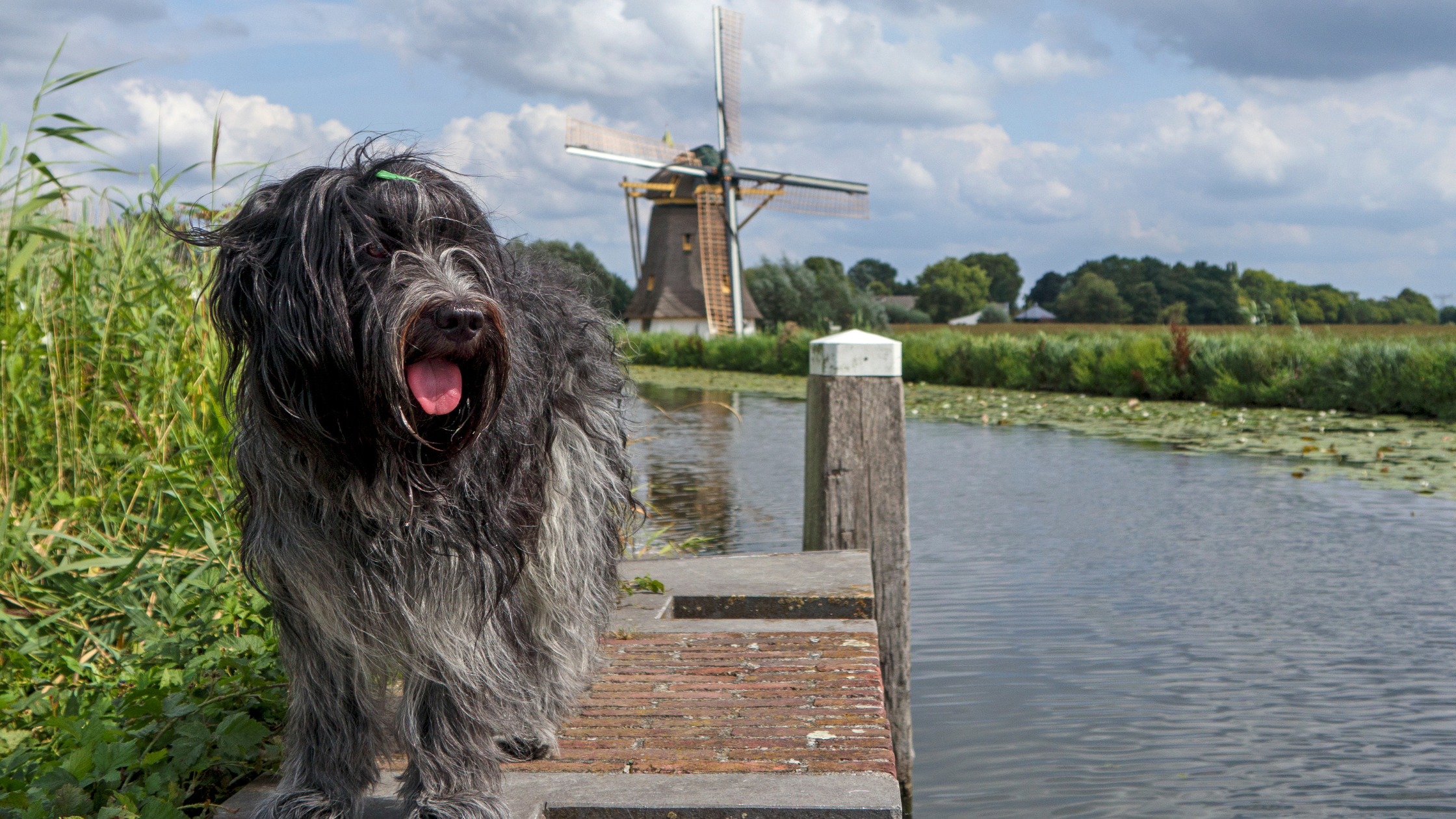 A happy Dutch Shepherd standing with a windmill in the background