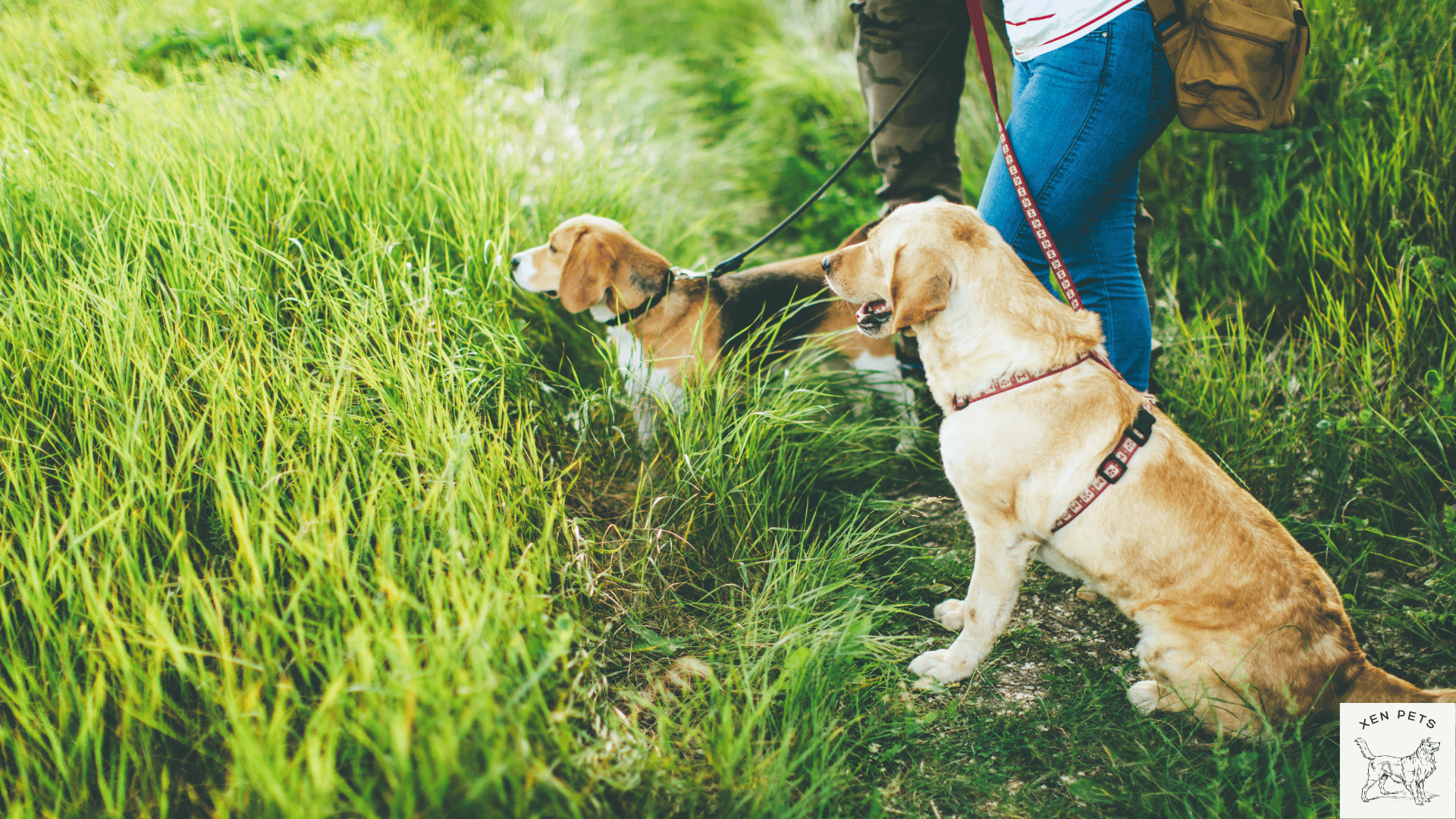 two dogs on a walk in tall grass