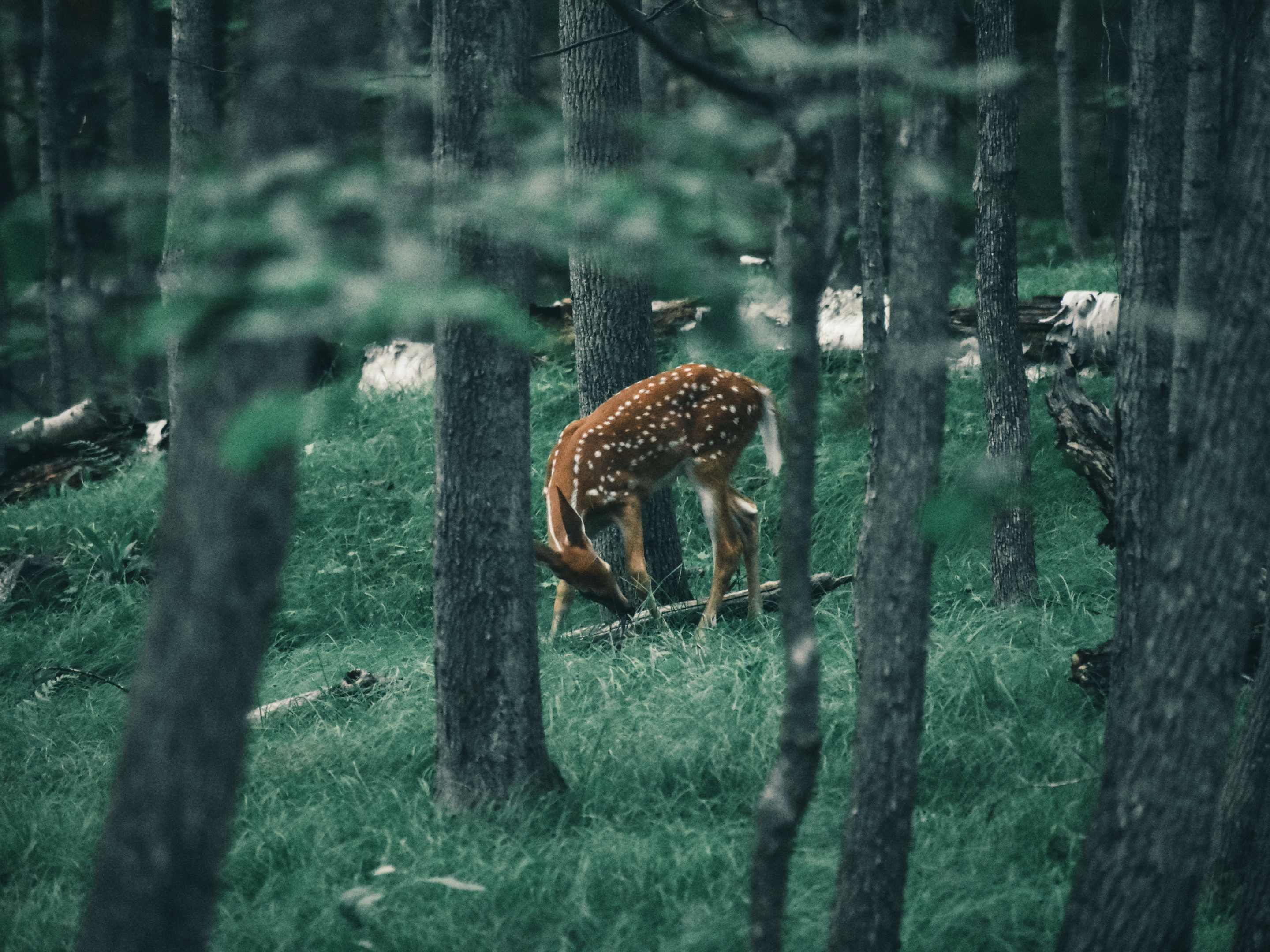 Deer found in Canada's public land in the vast canadian parks