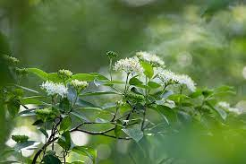 Cornus amomum (Silky Dogwood)