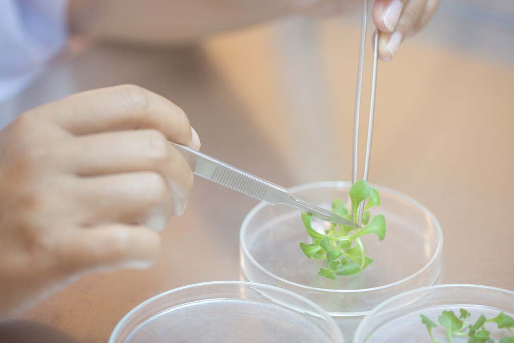 plants in the laboratory