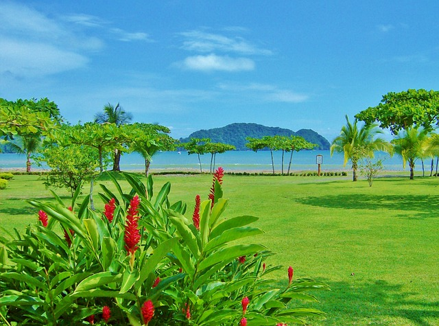 costa rica, beach, flower wallpaper