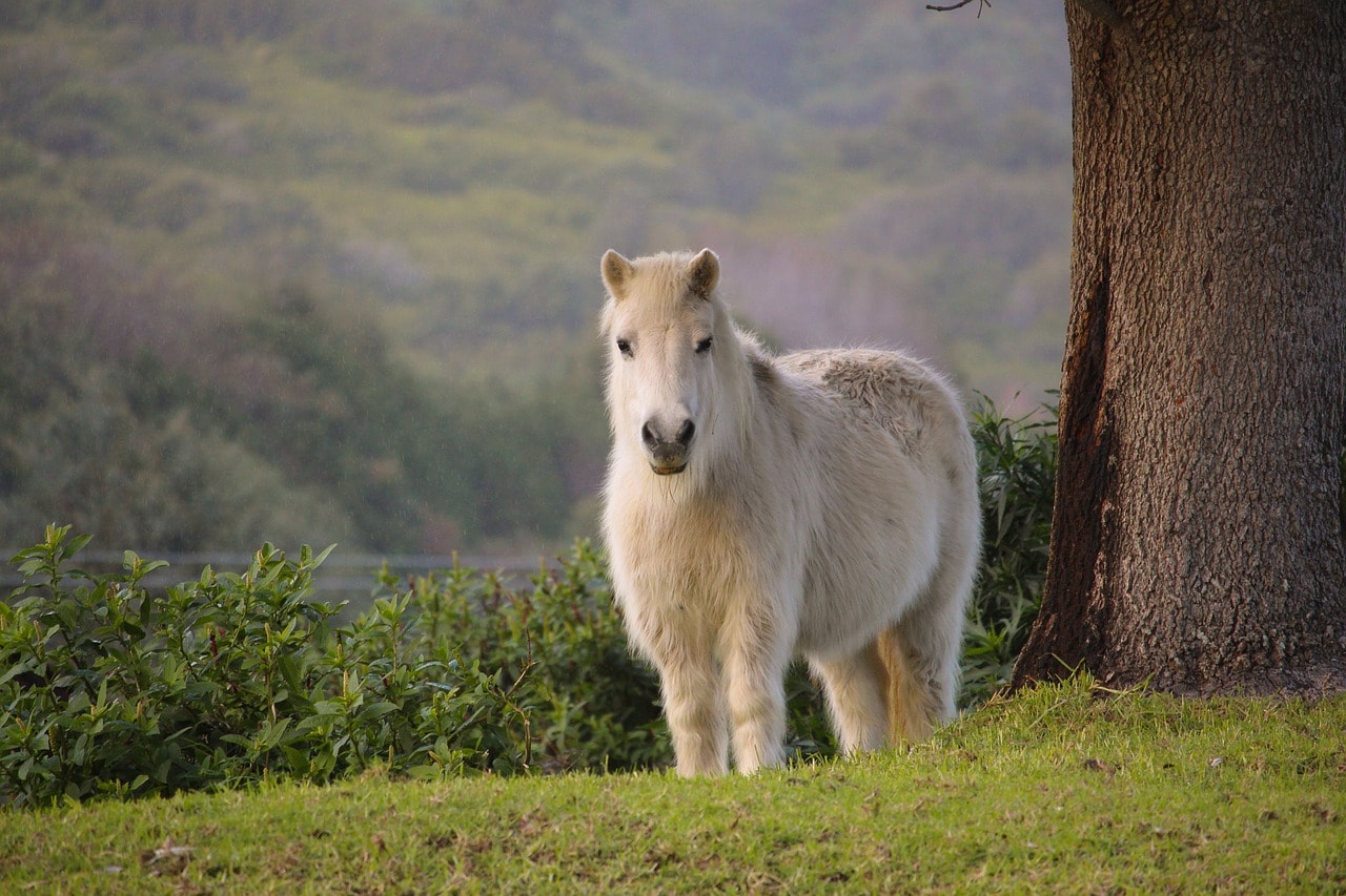 A pony near the hills