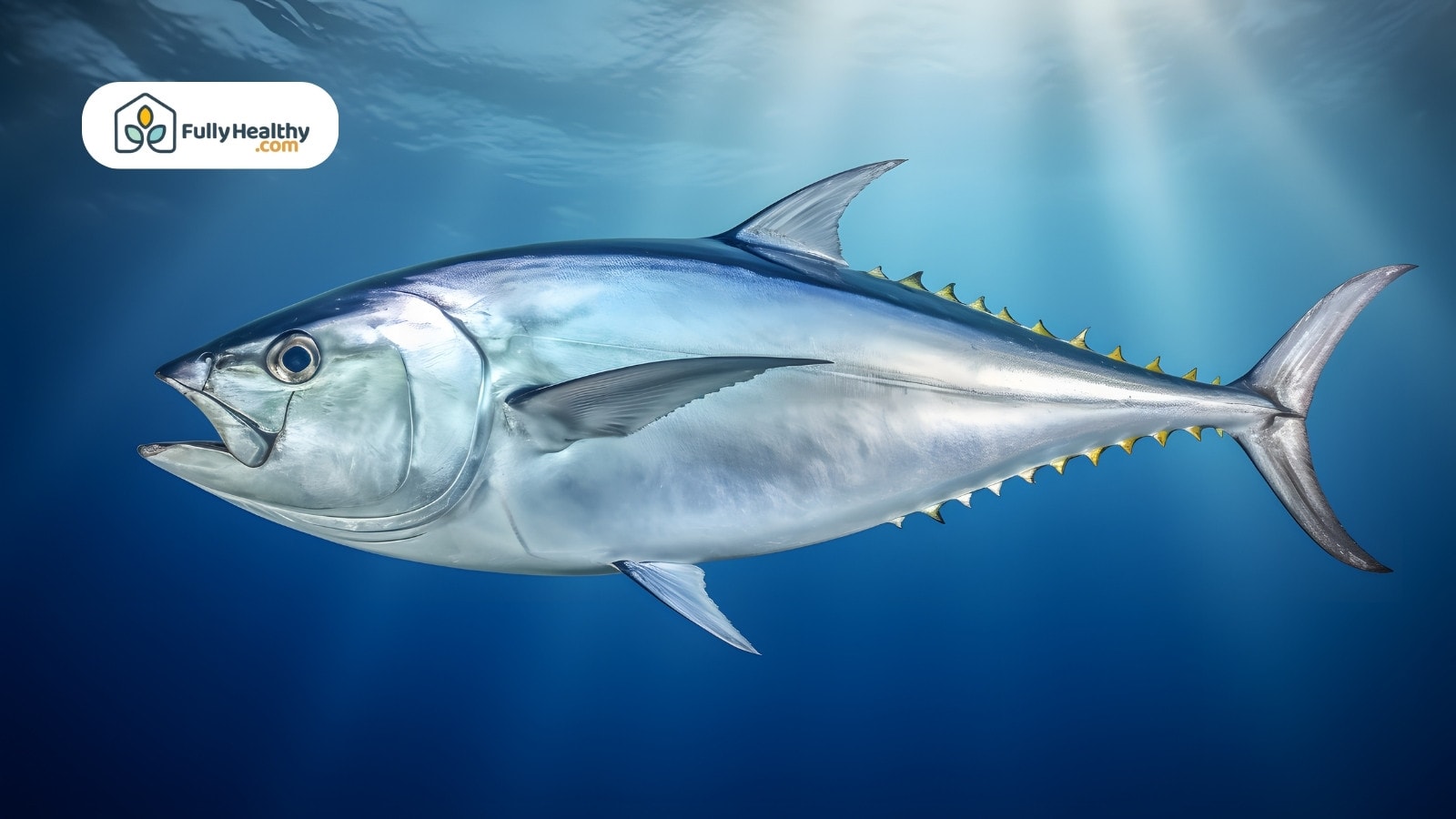 Bluefin tuna swimming underwater with sunlight shining from above